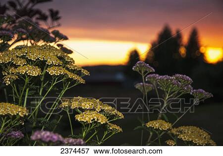 Stock Photo - Yarrow (Achillea millefolium) blossoms match the sunset; Astoria, Oregon, United States of America. Fotosearch