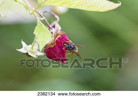 Picture - Yellow jacket eating a raspberry; Palmer, Alaska, United States of America. Fotosearch