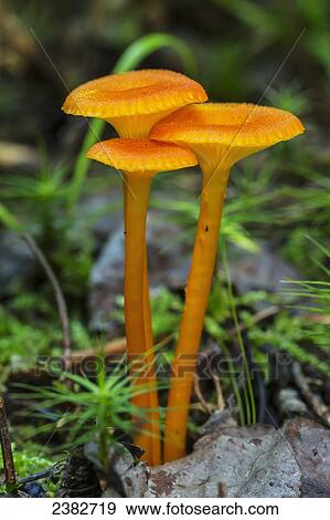 Yellow mushrooms; Field, Ontario, Canada View Large Photo Image Stock Photo - Yellow mushrooms; Field, Ontario, Canada. Fotosearch