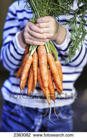 Stock Image - Young boy holding a bunch of organic carrots; Montreal, Quebec, Canada. Fotosearch