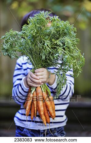 Young boy holding a bunch of organic carrots; Montreal, Quebec, Canada View Large Photo Image Stock Image - Young boy holding a bunch of organic carrots; Montreal, Quebec, Canada. Fotosearch