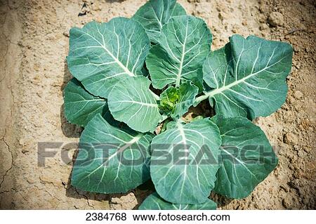 Young broccoli plant; Clinton, Maryland, United States of America View Large Photo Image Stock Photo - Young broccoli plant; Clinton, Maryland, United States of America. Fotosearch