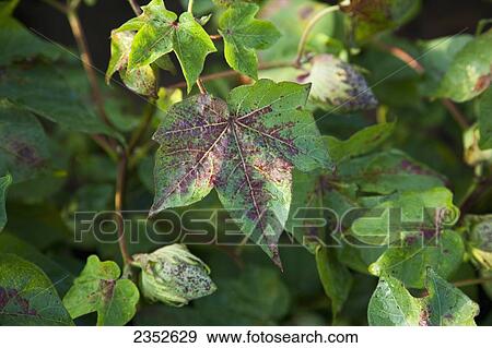 農業, -, 収穫, disease;, 綿, 群葉, 葉, 病気, cercospora, a, foliar, 病気, 持って来られた, 上に,  によって, 遅く, 季節, カリ, 不足, /, 近くに, イギリス＼, アーカンソー, usa. 写真館、イメージ館