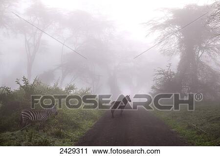 3 zebras in foggy forest at Ngorongoro Crater; Tanzania View Large Photo Image Stock Image - 3 zebras in foggy forest at Ngorongoro Crater; Tanzania. Fotosearch