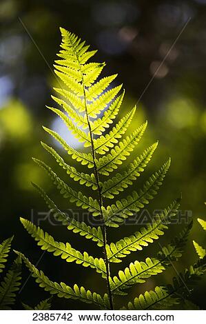 A backlit fern frond; Northumberland, England View Large Photo Image Stock Image - A backlit fern frond; Northumberland, England. Fotosearch
