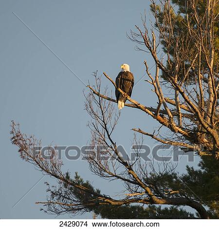 Picture - A bald eagle (Haliaeetus leucocephalus) sits in a tree against a blue sky; Kenora, Ontario, Canada. Fotosearch