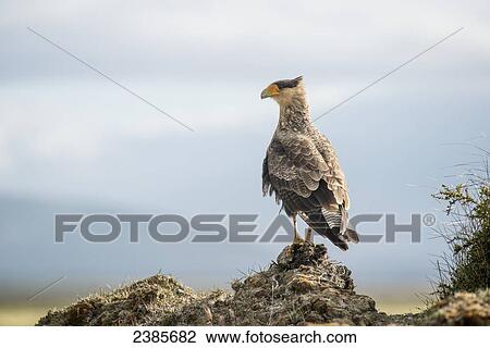 A bird perched on a rock; Punta Arenas, Magallanes, Chile View Large Photo Image Stock Image - A bird perched on a rock; Punta Arenas, Magallanes, Chile. Fotosearch