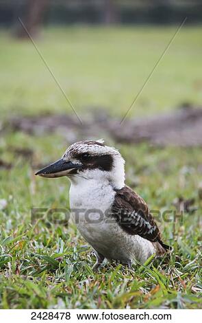 A bird standing on the grass; Queensland, Australia View Large Photo Image Stock Photo - A bird standing on the grass; Queensland, Australia. Fotosearch