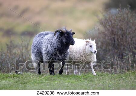 A black sheep and white sheep side by side on grass; Iceland View Large Photo Image Stock Photo - A black sheep and white sheep side by side on grass; Iceland. Fotosearch