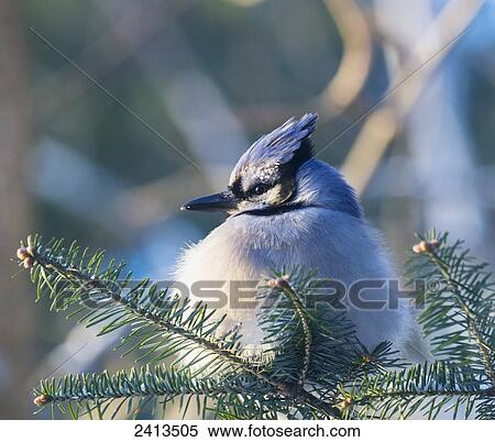 A blue jay (Cyanocitta cristata) sitting in an evergreen tree; Ontario, Canada View Large Photo Image Stock Photography - A blue jay (Cyanocitta cristata) sitting in an evergreen tree; Ontario, Canada. Fotosearch