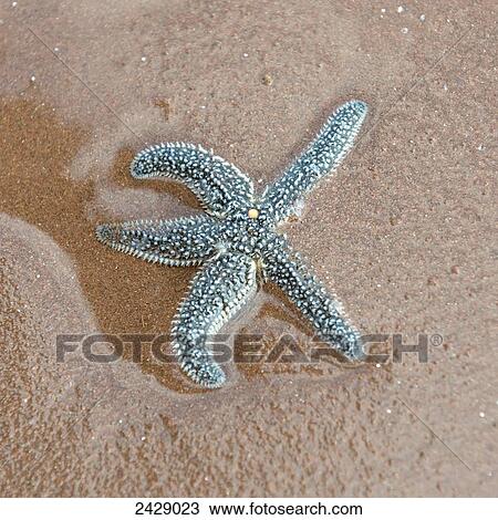 Stock Image - A blue starfish on the wet sand; Victoria, Prince Edward Island, Canada. Fotosearch