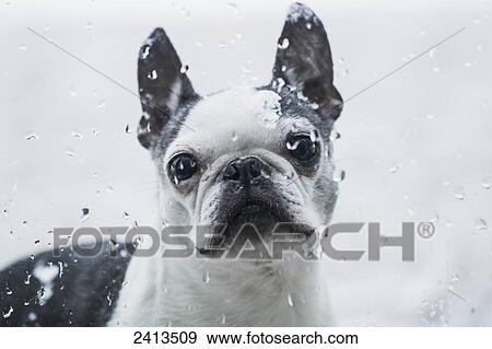 A Boston Terrier dog looks through a window with raindrops; Ontario, Canada View Large Photo Image Stock Photo - A Boston Terrier dog looks through a window with raindrops; Ontario, Canada. Fotosearch