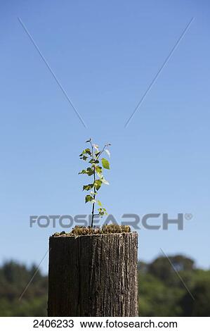A branch and green leaves sprout from a cut tree; Northumberland, England View Large Photo Image Stock Image - A branch and green leaves sprout from a cut tree; Northumberland, England. Fotosearch
