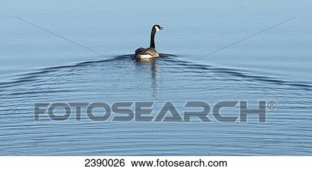 Stock Photograph - A canada goose (branta canadensis) swims on the water, Hecla-Grindstone Provincial Park; Manitoba, Canada. Fotosearch