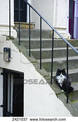A cat sits on concrete steps of a residential building; London, England View Large Photo Image Stock Photo - A cat sits on concrete steps of a residential building; London, England. Fotosearch