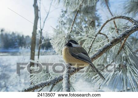 Stock Photo - A chickadee (Poecile) sits on a snowy tree branch; Ontario, Canada. Fotosearch