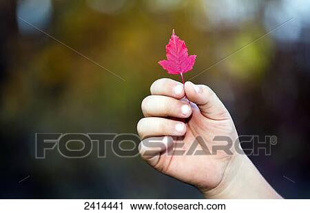Stock Image - A child's hand holding a red leaf; Edmonton, Alberta, Canada. Fotosearch