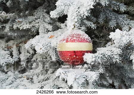 Stock Photograph - A christmas ornament on a snow covered pine tree; Alberta, Canada. Fotosearch