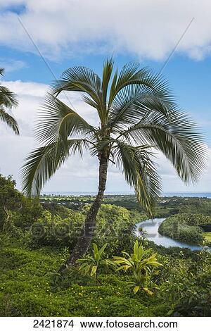 A coconut palm tree grows near the Wailua River; Kauai, Hawaii, United States of America View Large Photo Image Picture - A coconut palm tree grows near the Wailua River; Kauai, Hawaii, United States of America. Fotosearch