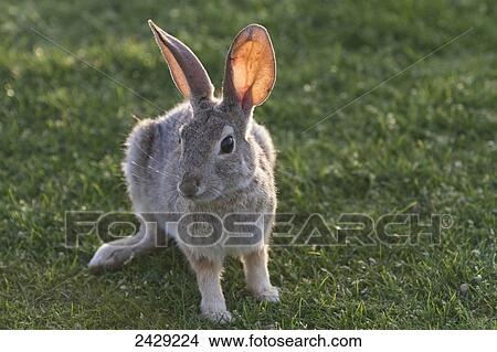A cottontail rabbit in southern California in April, 2013. West Coast of America. Spring. View Large Photo Image Picture - A cottontail rabbit in southern California in April, 2013. West Coast of America. Spring.. Fotosearch