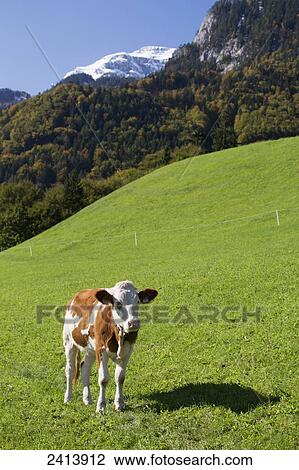 Stock Image - A cow stands in a grassy meadow with snow covered mountain peak and blue sky in the background; Frauensee, Austria. Fotosearch
