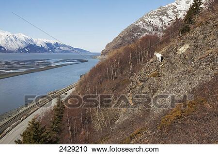 Stock Image - A Dall ram overlooks the Seward Highway near mile 105 in late winter, Southcentral Alaska. Fotosearch