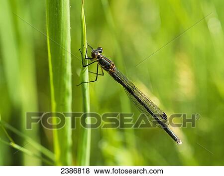 A Damselfly rests on a blade of grass; Reedsport, Oregon, United States of America View Large Photo Image Stock Photo - A Damselfly rests on a blade of grass; Reedsport, Oregon, United States of America. Fotosearch