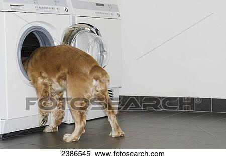 Stock Photography - A dog sticks his head into the washing machine; Locarno, Ticino, Switzerland. Fotosearch