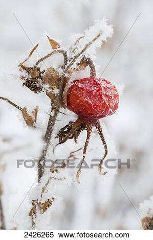 A dried red berry on a snow covered branch; Alberta, Canada View Large Photo Image Stock Photography - A dried red berry on a snow covered branch; Alberta, Canada. Fotosearch