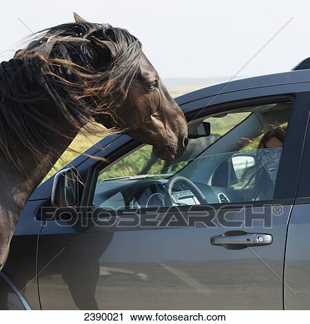 Stock Image - A driver laughs as a horse stands at the open window of her car; Bonavista, Newfoundland and Labrador, Canada. Fotosearch