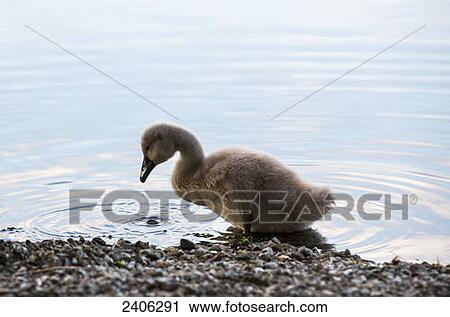 A duckling stands in the shallow water; Lake District, Cumbria, England View Large Photo Image Stock Image - A duckling stands in the shallow water; Lake District, Cumbria, England. Fotosearch