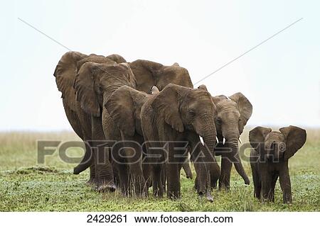 Stock Image - A family of elephants strolls across the serengeti plains; South Africa. Fotosearch
