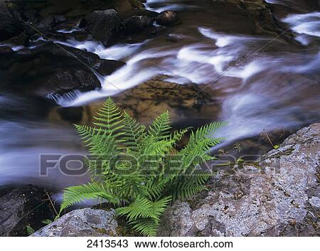 Stock Image - A fern grows beside a creek; Mapleton, Oregon, United States of America. Fotosearch