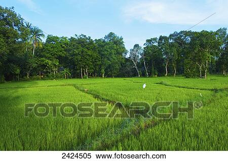 A field of lush, green grass; Ulpotha, Embogama, Sri Lanka View Large Photo Image Stock Photography - A field of lush, green grass; Ulpotha, Embogama, Sri Lanka. Fotosearch