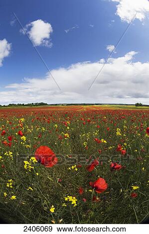 A field of red and yellow wildflowers; Northumberland, England View Large Photo Image Stock Photo - A field of red and yellow wildflowers; Northumberland, England. Fotosearch