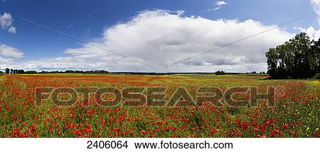A field of red wildflowers; Northumberland, England View Large Photo Image Picture - A field of red wildflowers; Northumberland, England. Fotosearch