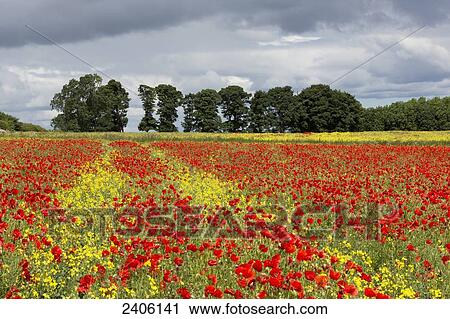 A field with an abundance of red and yellow flowers; Northumberland, England View Large Photo Image Stock Image - A field with an abundance of red and yellow flowers; Northumberland, England. Fotosearch