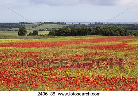 A field with an abundance of red flowers and a view of the ocean; Bamburgh, Northumberland, England View Large Photo Image Stock Photography - A field with an abundance of red flowers and a view of the ocean; Bamburgh, Northumberland, England. Fotosearch
