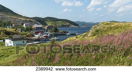 A fishing village along the coastline of Newfoundland; Trinity, Newfoundland and Labrador, Canada View Large Photo Image Stock Image - A fishing village along the coastline of Newfoundland; Trinity, Newfoundland and Labrador, Canada. Fotosearch