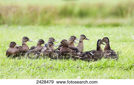 A flock of birds gathered on the grass; Northumberland, England View Large Photo Image Stock Photo - A flock of birds gathered on the grass; Northumberland, England. Fotosearch