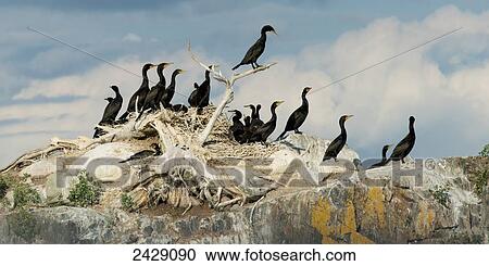 A flock of black birds sitting together on a rock and driftwood; Kenora, Ontario, Canada View Large Photo Image Stock Image - A flock of black birds sitting together on a rock and driftwood; Kenora, Ontario, Canada. Fotosearch