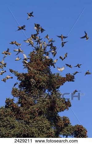 A flock of Bohemian Waxwings land on a Spruce tree in Anchorage in late winter, 2013. Birds. Southcentral Alaska. They are in area to feed on tree berries and fruit. View Large Photo Image Stock Image - A flock of Bohemian Waxwings land on a Spruce tree in Anchorage in late winter, 2013. Birds. Southcentral Alaska. They are in area to feed on tree berries and fruit.. Fotosearch