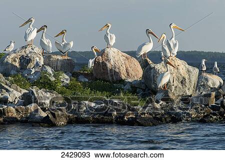 A flock of pelicans perched on rocks at the water's edge; Kenora, Ontario, Canada View Large Photo Image Stock Image - A flock of pelicans perched on rocks at the water's edge; Kenora, Ontario, Canada. Fotosearch