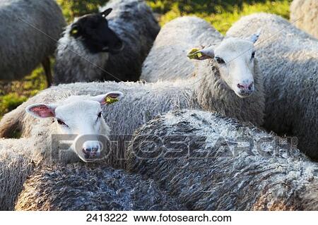 Stock Image - A flock of sheep in a pasture; Oland, Sweden. Fotosearch