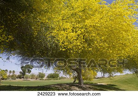 Stock Image - A flowering tree in Palm Springs, CA. in April, 2013. Tree was on a golf course. Not sure what kind?. Fotosearch
