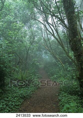 Stock Image - A foggy hiking trail at Cape Perpetua; Yachats, Oregon, United States of America. Fotosearch