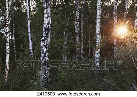 A forest of birch trees on the island of Oland; Oland, Sweden View Large Photo Image Stock Image - A forest of birch trees on the island of Oland; Oland, Sweden. Fotosearch