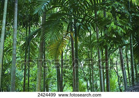 Stock Photo - A forest of lush palm trees; Ulpotha, Embogama, Sri Lanka. Fotosearch