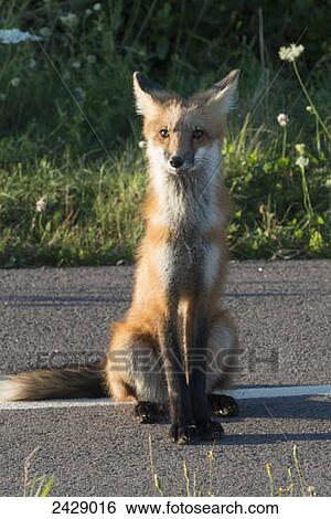 A Fox Sits On The Side Of A Road Green Gables Prince Edward Island Canada Stock Photograph Fotosearch