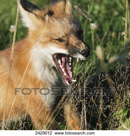 Stock Image - A fox (vulpes vulpes) shows it's sharp teeth with an open mouth; Green Gables, Prince Edward Island, Canada. Fotosearch